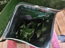 京东京造鲜来多茉莉花茶特级浓香型250g罐装毛尖茶叶茶叶自营礼盒送礼 实拍图