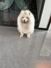 麦富迪狗粮 无谷牛肉双拼狗粮成犬 小型犬中大型犬通用10kg/20斤 实拍图