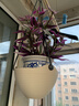 爱丽思（IRIS）吊钵环保树脂绿萝常春藤垂吊挂盆花盆吊兰盆悬挂壁式吊篮挂钩花盆 6号浅米色 实拍图