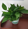 京东绿植绿萝盆栽除甲醛花卉绿植办公室新房净化空气180加仑4盆装源头直 实拍图