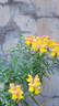 适马（SIGMA）56mm F1.4 DC DN｜Contemporary 半画幅大光圈定焦镜头 人像特写（适马56 f1.4索尼E卡口） 实拍图