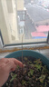 蓝莓树苗南方北方庭院阳台地栽盆栽种植大果苗耐寒耐热果树苗大全 蓝莓苗：3年苗30-40CM【春季带花或带果】一盆 实拍图
