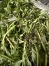 艾草新鲜食用蔬菜现摘清明草粑粑青团3斤顺丰艾叶新鲜艾草叶 【顺丰快递】 2500g 实拍图