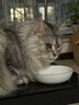 尾巴生活（FURRYTAIL）彩虹泥主食罐35g*144猫咪囤货礼盒 成猫幼猫全价猫湿粮罐 实拍图