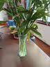 花翁富贵竹水培绿植招财转运室内客厅水养花卉盆栽植物文昌竹源头直发 实拍图