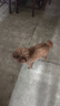 疯狂小狗狗粮小型犬幼犬成犬比熊柯基泰迪肉粒双拼粮去泪痕10kg20斤 实拍图