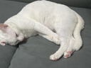 pidan猫砂 经典豆腐混合猫砂3.6kg*12包 皮蛋猫砂 实拍图