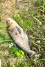 老鬼（OLDGHOST）鱼饵野战之腥香300g野钓湖库自然水域鲫鱼鲤鱼草鳊鱼饵料 实拍图