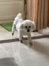 LEGENDSANDY蓝氏狗粮金毛柯基泰迪全犬种成犬幼犬通用牛肉金枪鱼4kg8斤 实拍图