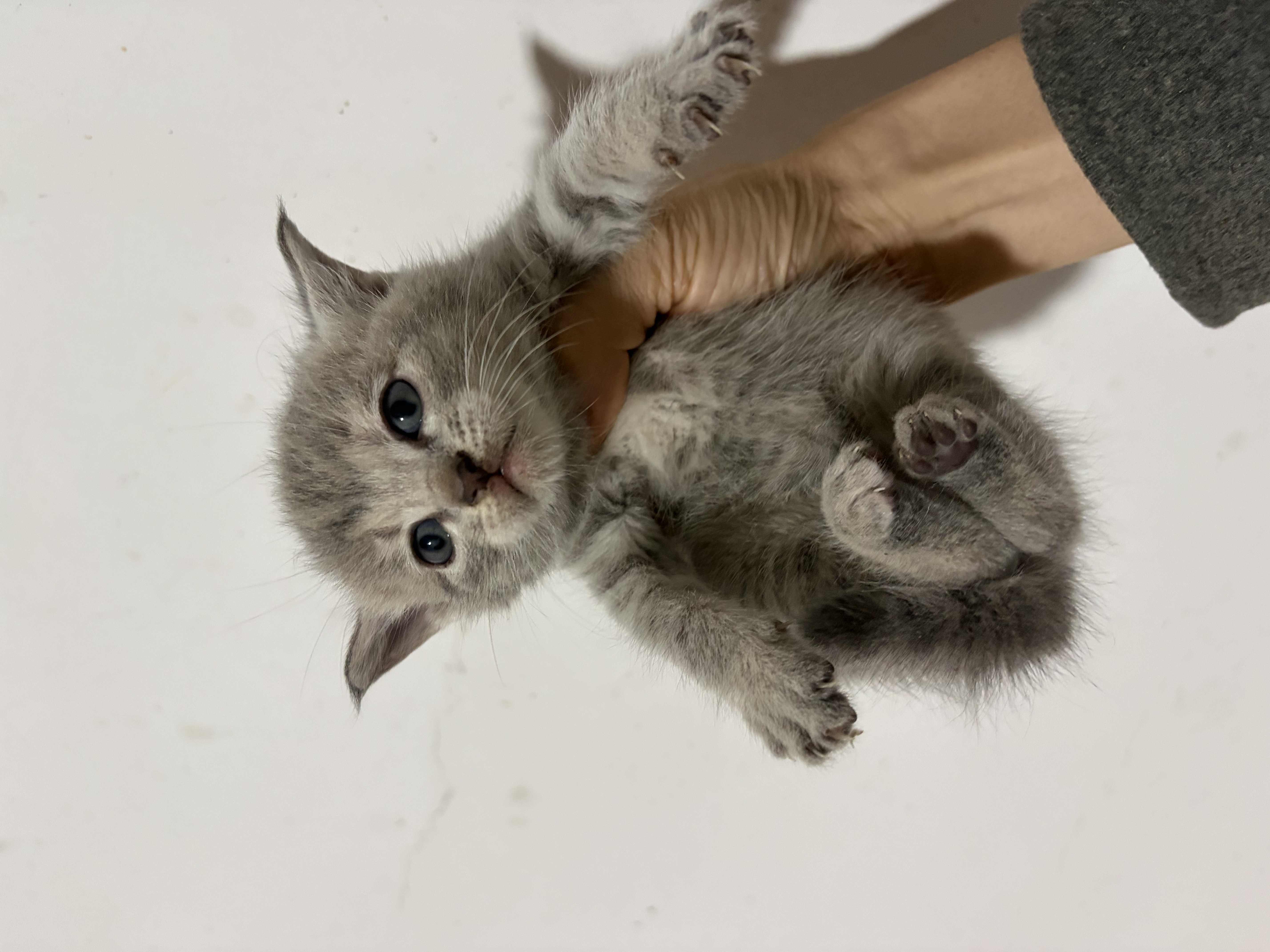 PALAM帕蓝姆猫粮真肉粒冻干双拼成幼猫粮美毛护肠胃京东自营5kg 实拍图
