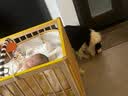 憨憨乐园狗狗玩具狗玩具磨牙棒宠物小狗幼犬用品耐咬自己玩解闷神器玩具 实拍图