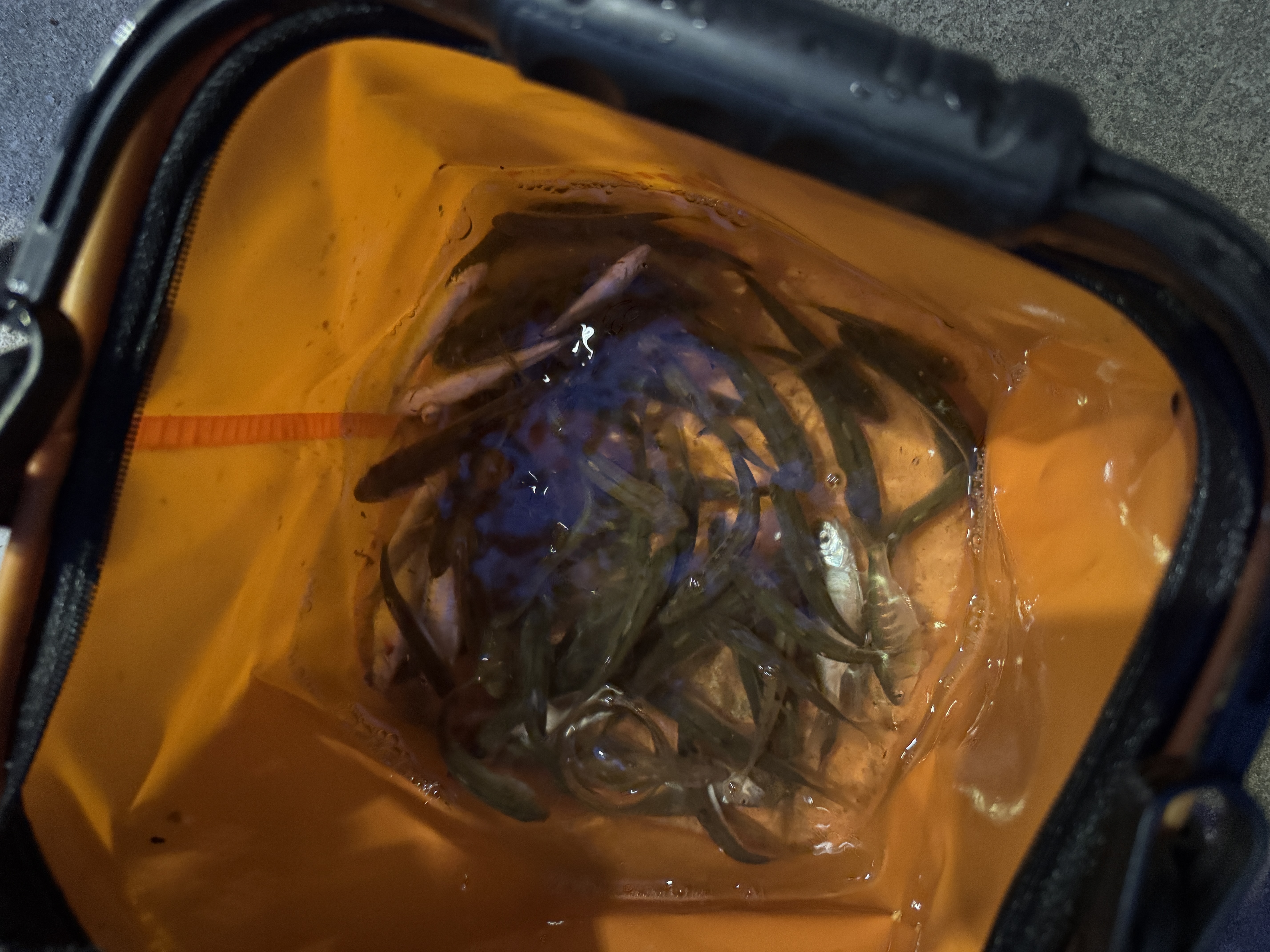 kastking卡斯丁鸿隼微物纺车轮路亚鱼线轮金属线杯马口鳜鱼白条渔轮 实拍图