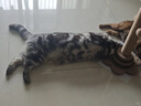 皇家成猫猫粮 营养均衡 F32 通用粮 1-7岁 4.5KG 实拍图