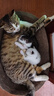 疯狂的主人猫抓板窝特大号猫玩具猫爪板猫抓盆不掉屑猫窝椭圆形瓦楞纸 实拍图