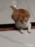 普安特宠物猫咪驱虫药体内外同驱幼猫驱虫跳蚤犬虱爱滴克非泼罗尼+内驱 实拍图