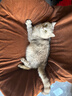 宠德多猫包外出便携包猫太空舱宠物猫咪狗狗外出双肩包猫书包12孔 侧开款黑底白壳（18斤内猫） 实拍图