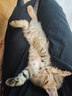 猫人睡衣男士冰丝凉感夏季背心无袖薄款夏天大码家居服套装 白色【冰丝凉感】 3XL 【建议160-180斤】 实拍图