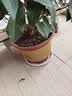 营养土养花种菜土壤有机兰花植物盆栽种植椰砖土 精选营养土2斤 实拍图