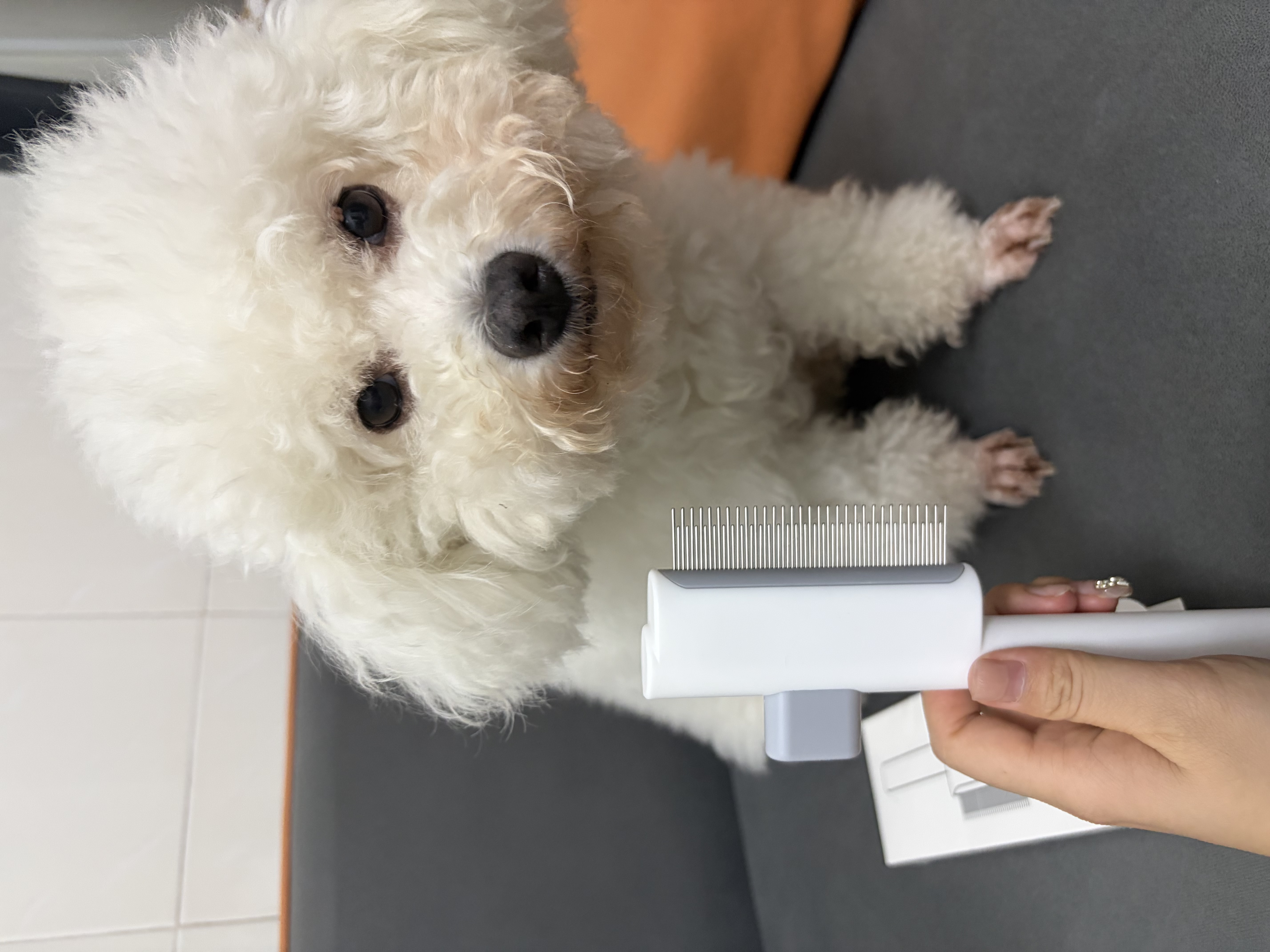HELLOJOY猫梳子狗毛梳子宠物排梳密齿梳猫咪跳蚤梳直排狗狗专用钢梳去虱子 实拍图