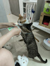 皇家成猫猫粮 营养均衡 F32 通用粮 1-7岁 15KG 实拍图
