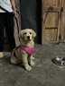 伯纳天纯专供款 中/大型犬全价幼犬宠物主粮羊肉蔓越莓味萨摩耶15kg/30斤 实拍图