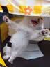 贝初众猫产房猫咪产房产窝大号折叠猫笼封闭式生产隔离房狗狗帐篷猫围栏 大号【适合猫爸妈+多猫宝+用品】 一房多用/矩形不占地/透气大空间 折叠易收纳/结实耐抓/经久耐用 实拍图