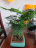 花行榜文竹盆栽绿植物室内客厅中式禅意盆景办公室摆件高端花卉源头直发 实拍图