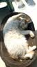 好主人（CARE）金装好主人猫粮2.0 成猫幼猫蓝猫英短通用【试吃装】金装成猫400g 实拍图