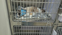 皇家（ROYAL CANIN）泌尿道处方猫粮LP34稀释尿液溶解鸟粪石猫全价处方粮配方粮1.5KG 实拍图