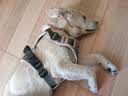 COCS狗胸背带中大型犬背心式牵引绳防冲爆拉布拉多金毛柴犬边牧遛狗绳 卡其狗胸背带1个-1.5米狗绳1根 M码-( 建议15-28斤 胸围46-63cm ） 实拍图