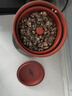 田园梦国补补贴生豆芽机家用全自动紫砂豆芽罐豆芽发芽神器食品级发花生 【加热款】大号紫砂+加热底座 实拍图