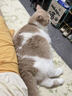 Orijen渴望猫粮 成猫幼猫粮 全价通用无谷原味鸡肉进口7.2kg效期27/4 实拍图