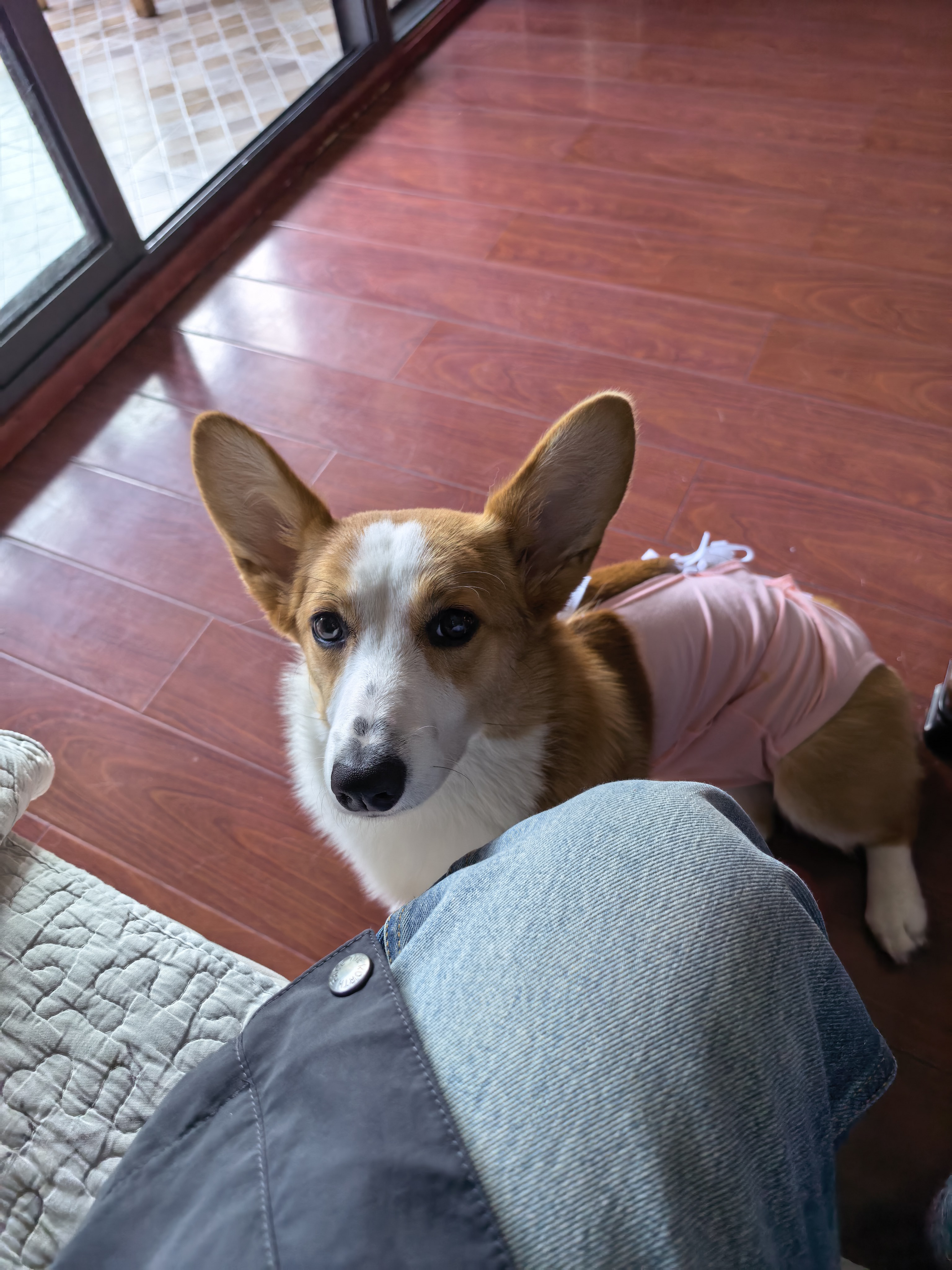 宠号狗狗绝育服四脚衣手术服断奶衣服小中大型犬金毛柯基泰迪比熊 粉色（四季纯棉 公母通用） L 建议20-40斤 实拍图