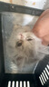 汪野君养猫新手全套用品猫砂盆套装喂食喂水器绒布猫窝猫玩具组合十件套 实拍图