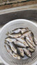 龙王恨鱼饵野战蓝鲫香腥钓饵江河湖库黑坑野钓鲫鱼鲤鱼草青鳊鱼钓鱼饵料 实拍图