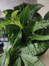 花翁大盆三杆发财树绿植盆栽招财植物办公室内开业盆景金钱树源头直发 实拍图