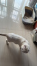 汪野君养猫新手全套用品猫砂盆套装喂食喂水器绒布猫窝猫玩具组合十件套 实拍图