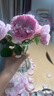 玻璃花瓶透明插花水养百合鲜花水培绿萝绿植干花小号客厅摆件 15蒜头花瓶1个 透明色 实拍图