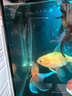 森森（SUNSUN）鱼缸加热棒自动恒温水族箱防爆加热器鱼缸水族用品 高硼硅玻璃100W(21cm长) 实拍图