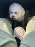 伯纳天纯小型成犬粮泰迪比熊博美天然粮樱桃味狗粮10kg/20斤 实拍图