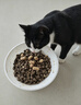 LEGENDSANDY蓝氏全价猫粮成猫幼猫生骨肉冻干粮 猎鸟乳鸽500g 实拍图