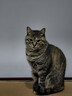 凯锐思成猫专用猫粮国产猫粮高蛋白成年牛肉味4斤 实拍图