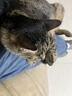 伟嘉主食猫罐头软包主食餐包 进口成猫妙鲜包(金枪鱼+海洋鱼)味85g*6 实拍图