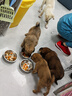皇家狗粮幼犬狗粮幼犬奶糕宠物小型犬MIJ31全价犬粮2-10月8KG 实拍图