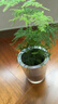 九千谷水培植物文竹室内观叶植物盆栽绿植花卉含玻璃瓶竹托源头直发 实拍图