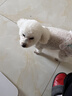 LEGENDSANDY蓝氏狗粮金毛柯基泰迪全犬种成犬幼犬通用牛肉金枪鱼4kg8斤 实拍图