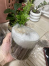 八芽趣味鲜活苔藓微型景观创意室内桌面生态绿植盆栽盆景懒人好养植物 山野人家 带玻璃杯 实拍图