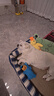 华元宠具（hoopet）狗狗玩具发声自嗨解闷毛绒玩偶黄鸭小狗磨牙神器耐咬逗狗宠物用品 实拍图