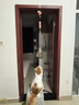 麦富迪猫粮 barf霸弗天然猫粮冻干生骨肉高蛋白成猫粮养胃增肌牛肉5.4kg 实拍图