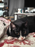 欢宠网猫玩具猫咪猫隧道彩虹钻洞袋子迷宫通道逗猫自嗨神器解闷猫猫小猫 实拍图